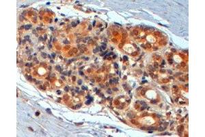 ABIN2560784 (2µg/ml) staining of paraffin embedded Human Breast. (WNT3 anticorps  (Internal Region))
