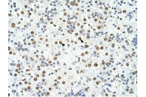 HNRPA3 antibody was used for immunohistochemistry at a concentration of 4-8 ug/ml to stain Hepatocytes (arrows) in Human Liver. (HNRNPA3 anticorps  (N-Term))