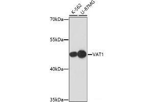 Western blot analysis of extracts of various cell lines using VAT1 Polyclonal Antibody at dilution of 1:1000. (VAT1 anticorps)