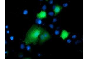 Immunofluorescence (IF) image for anti-Deoxythymidylate Kinase (Thymidylate Kinase) (DTYMK) antibody (ABIN1497919) (DTYMK anticorps)