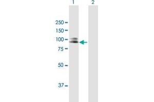 Western Blot analysis of SILV expression in transfected 293T cell line by SILV MaxPab polyclonal antibody. (Melanoma gp100 anticorps  (AA 1-661))