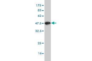 Western Blot detection against Immunogen (36.
