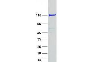 Validation with Western Blot