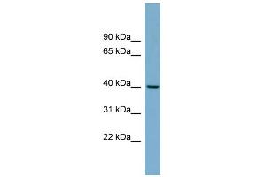 WB Suggested Anti-TRIM63 Antibody Titration:  0. (TRIM63 anticorps  (Middle Region))