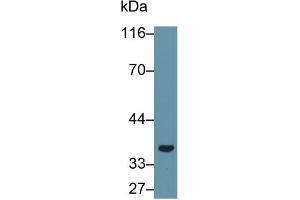 Detection of GAL8 in Porcine Stomach lysate using Polyclonal Antibody to Galectin 8 (GAL8) (LGALS8 anticorps  (AA 1-317))