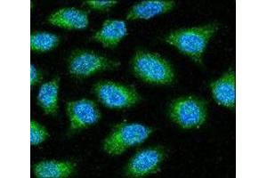 Anti-GAPDH antibody confocal immunofluorescent analysis with HeLa cell. (GAPDH anticorps  (AA 62-91))