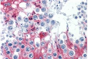 Anti-SLMAP antibody IHC staining of human testis. (SLMAP anticorps  (AA 677-785))