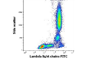 Flow cytometry surface staining pattern of human peripheral whole blood stained using anti-human Lambda Light Chain (1-155-2) FITC antibody (4 μL reagent / 100 μL of peripheral whole blood). (Lambda-IgLC anticorps  (FITC))