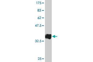 Western Blot detection against Immunogen (35.
