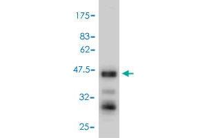 Western Blot detection against Immunogen (53. (TNFSF13 anticorps  (AA 1-247))