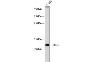 Western blot analysis of extracts of K-562 cells using HBE1 Polyclonal Antibody at dilution of 1:1000. (Hemoglobin, epsilon 1 (HBe1) anticorps)