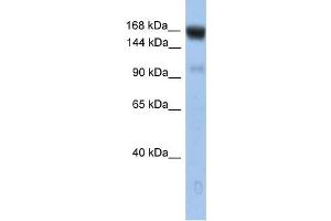 UBE4B antibody used at 1 ug/ml to detect target protein. (UBE4B anticorps)