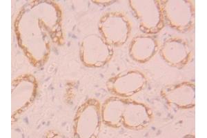 Detection of FGL1 in Human Kidney Tissue using Polyclonal Antibody to Fibrinogen Like Protein 1 (FGL1)