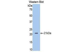 Western Blotting (WB) image for anti-Neuropilin 1 (NRP1) (AA 275-424) antibody (ABIN1860058) (Neuropilin 1 anticorps  (AA 275-424))