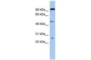 Image no. 1 for anti-Chromosome 1 Open Reading Frame 174 (C1orf174) (AA 107-156) antibody (ABIN6743947) (C1orf174 anticorps  (AA 107-156))