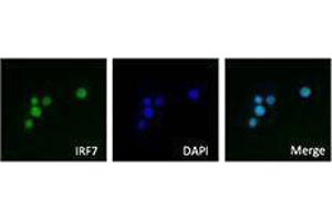 Immunofluorescence (IF) image for anti-Interferon Regulatory Factor 7 (IRF7) antibody (ABIN2666280) (IRF7 anticorps)