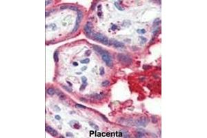 Formalin-fixed and paraffin-embedded human Placenta tissue reacted with OA1 antibody (N-term) 7414a , which was peroxidase-conjugated to the secondary antibody, followed by AEC staining. (APOA1 anticorps  (N-Term))