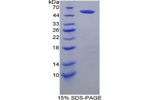 SDS-PAGE analysis of Mouse FcgR3A Protein.