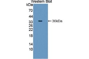Detection of Recombinant SHC1, Human using Polyclonal Antibody to SHC-Transforming Protein 1 (SHC1)