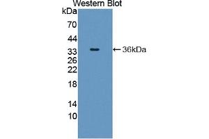 Detection of Recombinant SHC1, Human using Polyclonal Antibody to SHC-Transforming Protein 1 (SHC1) (SHC1 anticorps  (AA 272-559))
