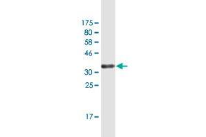 Western Blot detection against Immunogen (34.