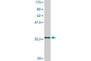 Western Blot detection against Immunogen (33. (EFHD1 anticorps  (AA 168-238))