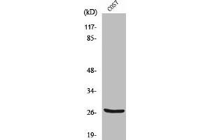 Western Blot analysis of COS7 cells using Cleaved-Cathepsin Z (L62) Polyclonal Antibody (Cathepsin Z anticorps  (Cleaved-Leu62))