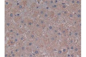 DAB staining on IHC-P; Samples: Human Liver Tissue (C5A anticorps  (AA 678-751))