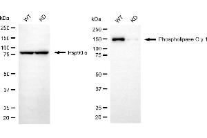 Western blotting analysis using phospholipase C gamma 1 antibody (ABIN7799823). (Recombinant Phospholipase C gamma 1 anticorps)