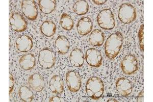 Image no. 1 for anti-Ceramide Synthase 6 (CERS6) (AA 62-132) antibody (ABIN466277) (CERS6 anticorps  (AA 62-132))
