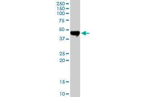 CPA2 MaxPab rabbit polyclonal antibody. (Carboxypeptidase A2 anticorps  (AA 1-417))