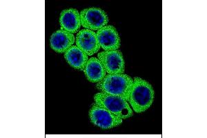 Confocal immunofluorescent analysis of DLL3 Antibody (C-term) (ABIN656327 and ABIN2845626) with 293 cell followed by Alexa Fluor 488-conjugated goat anti-rabbit lgG (green).