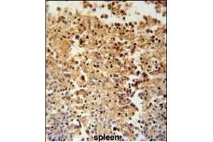 STBPL1 Antibody (Center) (ABIN651519 and ABIN2840275) immunohistochemistry analysis in formalin fixed and paraffin embedded human spleen tissue followed by peroxidase conjugation of the secondary antibody and DAB staining. (STAMBPL1 anticorps  (AA 135-163))