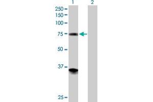 Western Blot analysis of PGM2 expression in transfected 293T cell line by PGM2 MaxPab polyclonal antibody. (Phosphoglucomutase 2 anticorps  (AA 1-612))