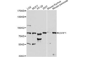 Western blot analysis of extracts of various cell lines, using ESRP1 antibody (ABIN6291656) at 1:1000 dilution. (ESRP1 anticorps)