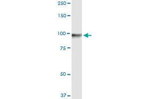 Immunoprecipitation of GTSE1 transfected lysate using anti-GTSE1 MaxPab rabbit polyclonal antibody and Protein A Magnetic Bead , and immunoblotted with GTSE1 purified MaxPab mouse polyclonal antibody (B01P) .