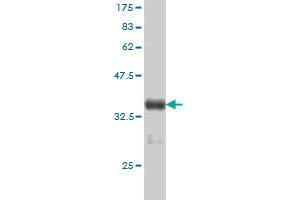 Western Blot detection against Immunogen (36.