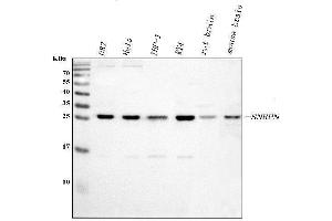 Western blot analysis of SNRPN using anti-SNRPN antibody (ABIN3043934). (SNRPN anticorps  (N-Term))