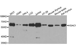 Western blot analysis of extracts of various cell lines, using HDAC1 antibody (ABIN5970068) at 1/1000 dilution. (HDAC1 anticorps  (N-Term))