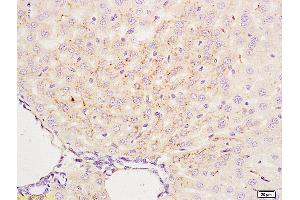 Formalin-fixed and paraffin embedded mouse liver labeled with Anti-APG4B/AUTL1 Polyclonal Antibody, Unconjugated (ABIN685777) at 1:200 followed by conjugation to the secondary antibody and DAB staining. (ATG4B anticorps  (AA 85-200))