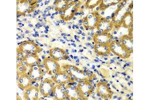 Immunohistochemistry of paraffin-embedded mouse kidney using TOMM20 antibody.