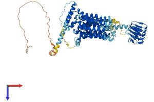 AlphaFold protein structure predicition of Human Recombinant SV2B Protein, UniprotID Q7L1I2