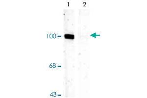 Western blot of rat hippocampal lysate showing specific immunolabeling of the ~100k Gria1 protein phosphorylated at Ser831 (Control). (Glutamate Receptor 1 anticorps  (pSer831))