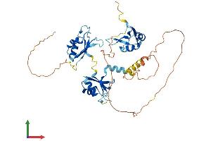 AlphaFold protein structure predicition of Mouse Recombinant Celf6 Protein, UniprotID Q7TN33