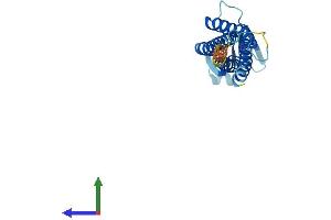 AlphaFold protein structure predicition of Mouse Recombinant Cldn11 Protein, UniprotID Q60771