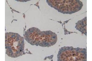 IHC-P analysis of Rat Testis Tissue, with DAB staining. (SIRT2 anticorps  (AA 28-303))