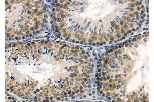 ABIN6260274 and ABIN6272782 at 1/100 staining Mouse testis tissue by IHC-P. (ARNTL anticorps  (Internal Region))