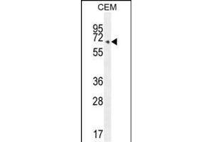 COX10 Antibody (C-term) (ABIN654671 and ABIN2844366) western blot analysis in CEM cell line lysates (35 μg/lane). (COX10 anticorps  (C-Term))