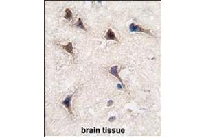 Formalin-fixed and paraffin-embedded human brain tissue reacted with SEA antibody (C-term) (ABIN389214 and ABIN2839370) , which was peroxidase-conjugated to the secondary antibody, followed by DAB staining.