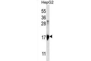 Western Blotting (WB) image for anti-Keratin Associated Protein 1-3 (KRTAP1-3) antibody (ABIN2996875) (KRTAP1-3 anticorps)